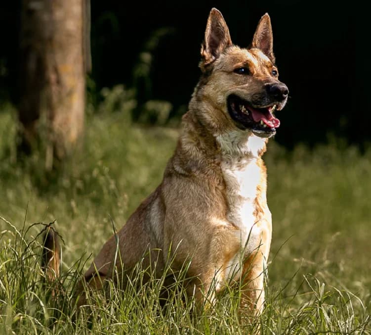 KARMA VAA, male 7yo Belgian Malinois for adoption at SPA Vaux-le-Pénil, Vaux-le-Pénil