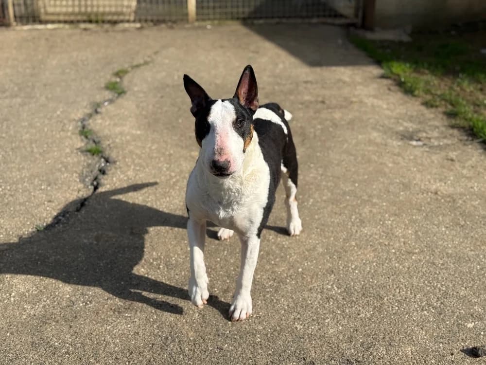 PITT VAA, male Bull Terrier for adoption at SPA Vaux-le-Pénil, Vaux-le-Pénil