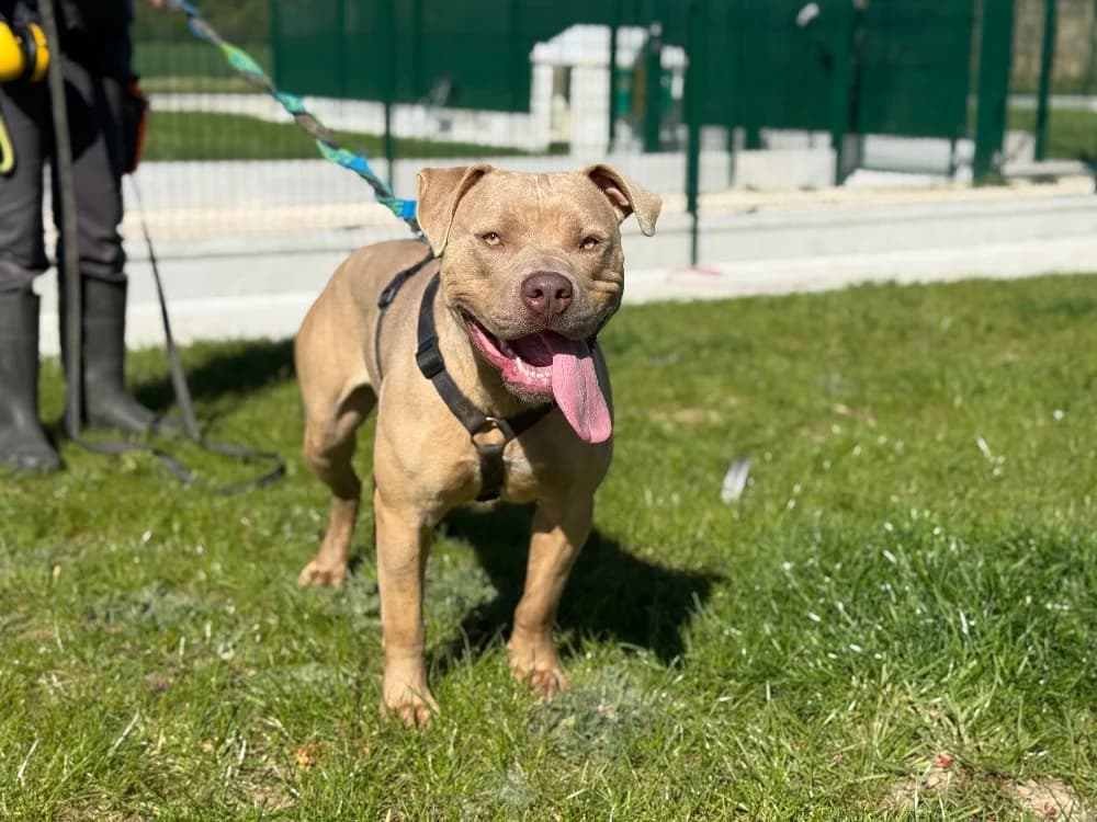 COBALT VAA, female American Bully for adoption at SPA Vaux-le-Pénil, Vaux-le-Pénil