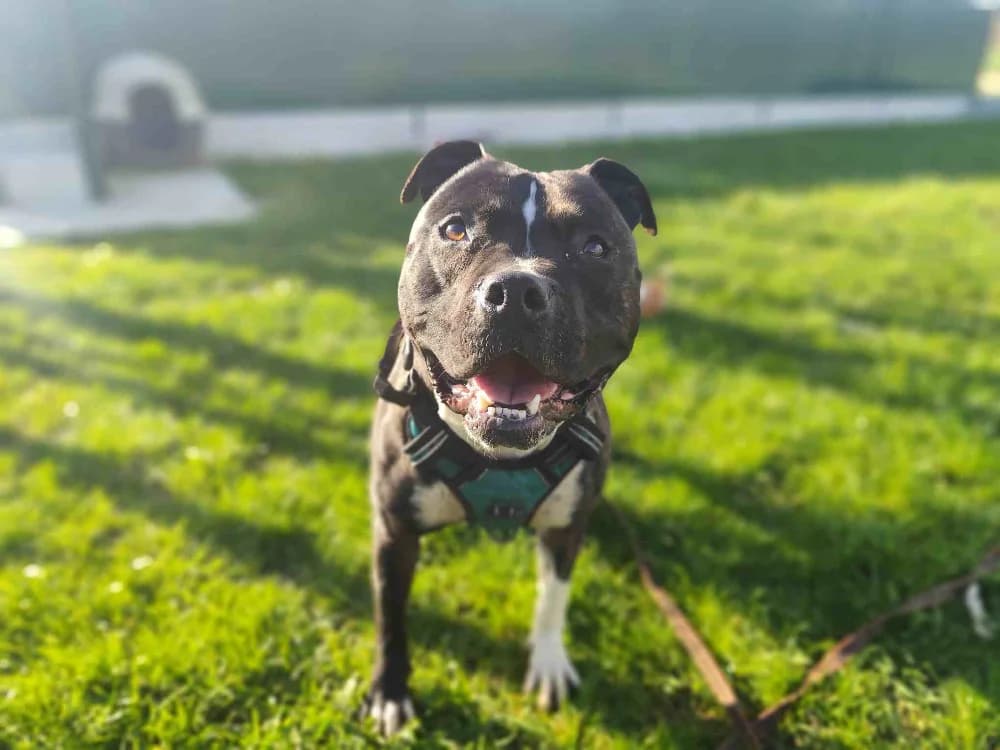 ATHENA VAA, female Pointer for adoption at SPA Vaux-le-Pénil, Vaux-le-Pénil