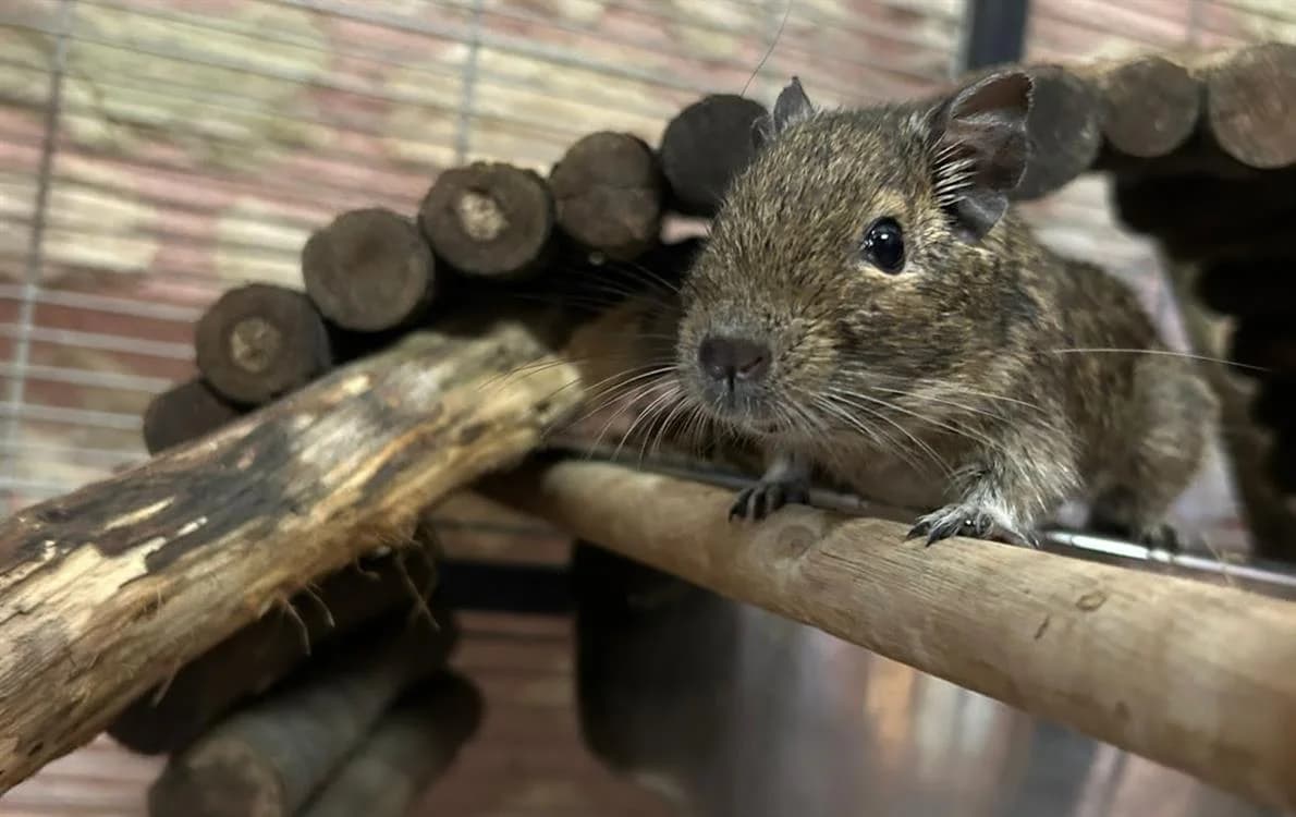 FLAMME 645, female mixed breed for adoption at SPA Vaux-le-Pénil, Vaux-le-Pénil