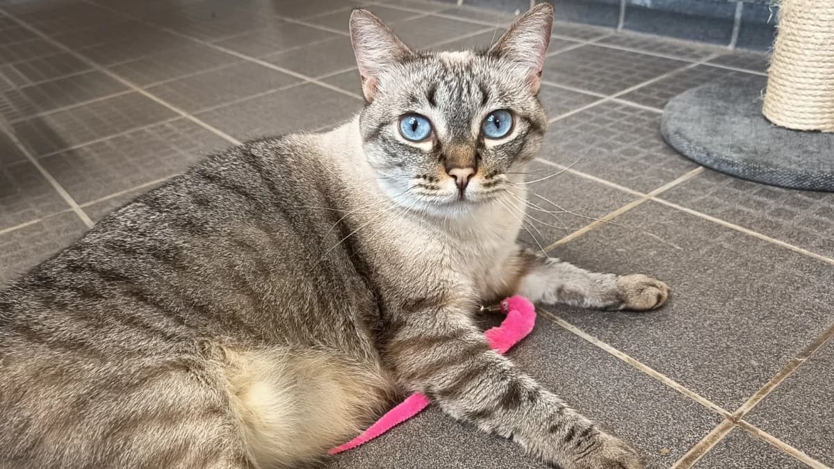 TSUKIKO C, female mixed breed for adoption at SPA Vaux-le-Pénil, Vaux-le-Pénil