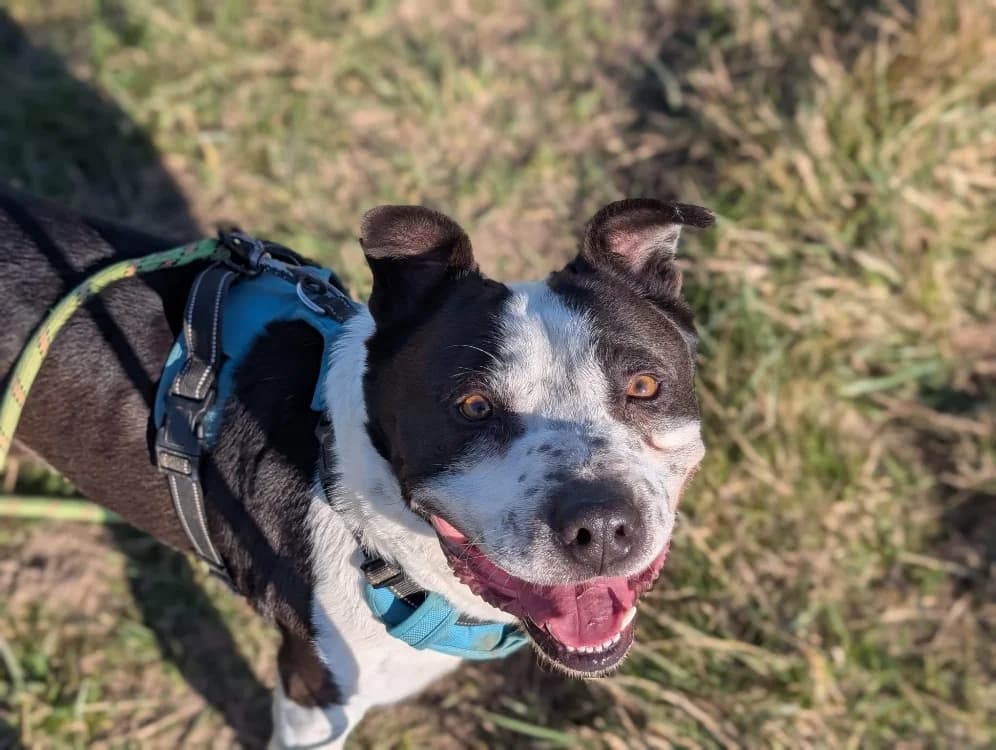 TITANE VAA, male mixed breed for adoption at SPA Vaux-le-Pénil, Vaux-le-Pénil
