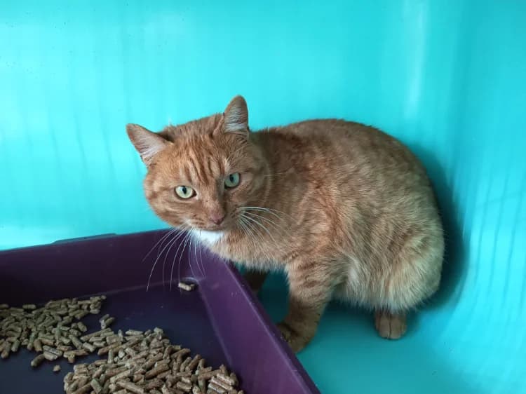 RATATOUILLE C, male 4yo mixed breed for adoption at SPA Vaux-le-Pénil, Vaux-le-Pénil