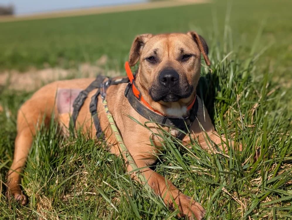 KIRA VAA, female young mixed breed for adoption at SPA Vaux-le-Pénil, Vaux-le-Pénil