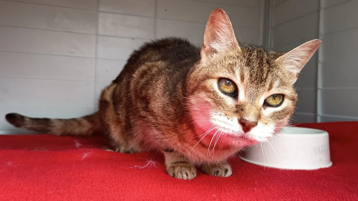LUT C, female senior mixed breed for adoption at SPA Vaux-le-Pénil, Vaux-le-Pénil