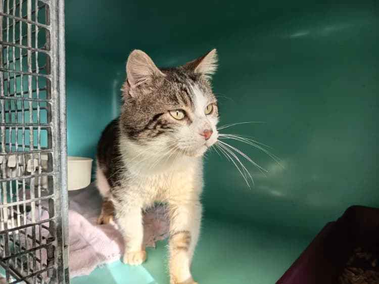 ACCALMIE C, male mixed breed for adoption at SPA Vaux-le-Pénil, Vaux-le-Pénil