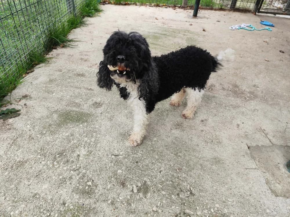 PACHA VAA, male Poodle for adoption at SPA Vaux-le-Pénil, Vaux-le-Pénil
