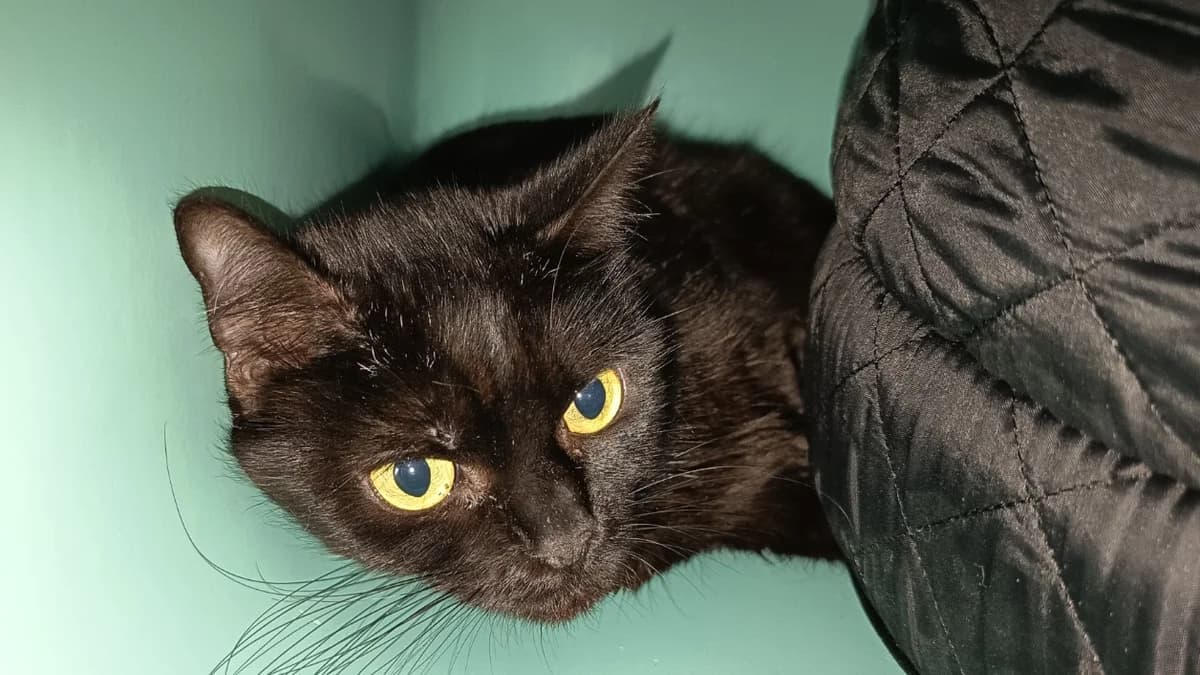 NIFFTY C, female mixed breed for adoption at SPA Vaux-le-Pénil, Vaux-le-Pénil