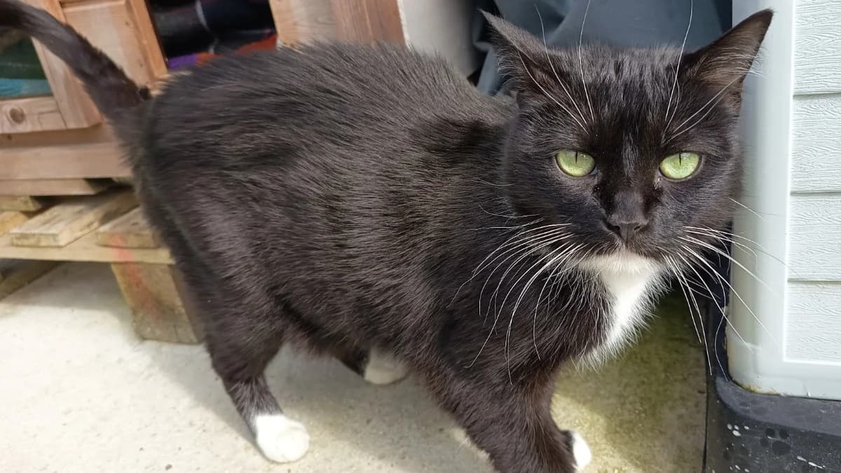 PELLE C, female 4yo mixed breed for adoption at SPA Vaux-le-Pénil, Vaux-le-Pénil