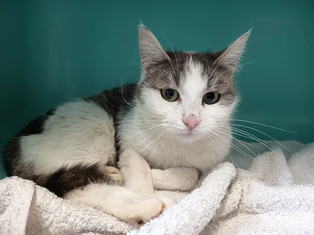 PEAU C, female mixed breed for adoption at SPA Vaux-le-Pénil, Vaux-le-Pénil