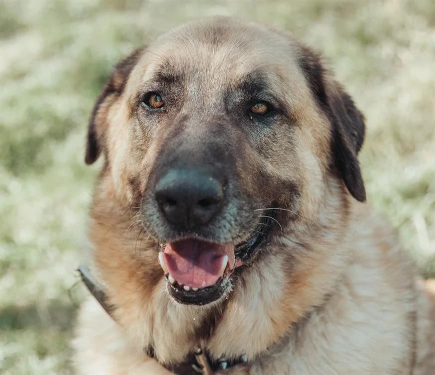 ASLAN VAA, male mixed breed for adoption at SPA Vaux-le-Pénil, Vaux-le-Pénil