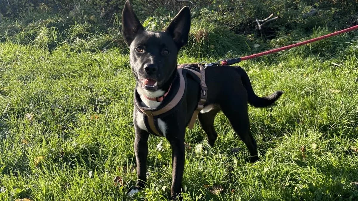 UNDY dit AYAKO VAA, male mixed breed for adoption at SPA Vaux-le-Pénil, Vaux-le-Pénil