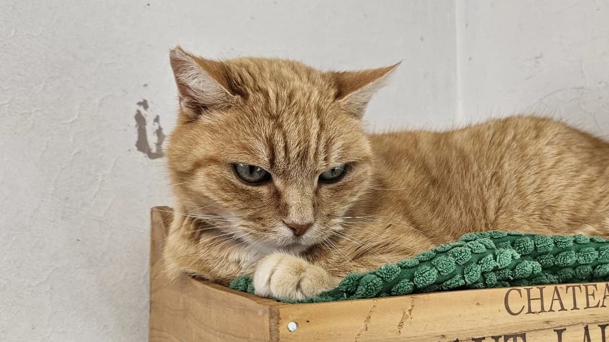 NALA C, female senior mixed breed for adoption at SPA Vaux-le-Pénil, Vaux-le-Pénil