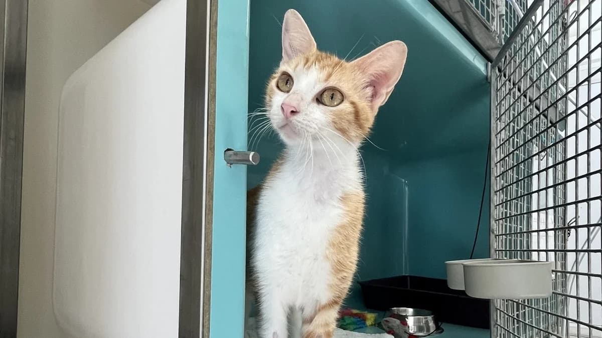 INA C, female mixed breed for adoption at SPA Vaux-le-Pénil, Vaux-le-Pénil