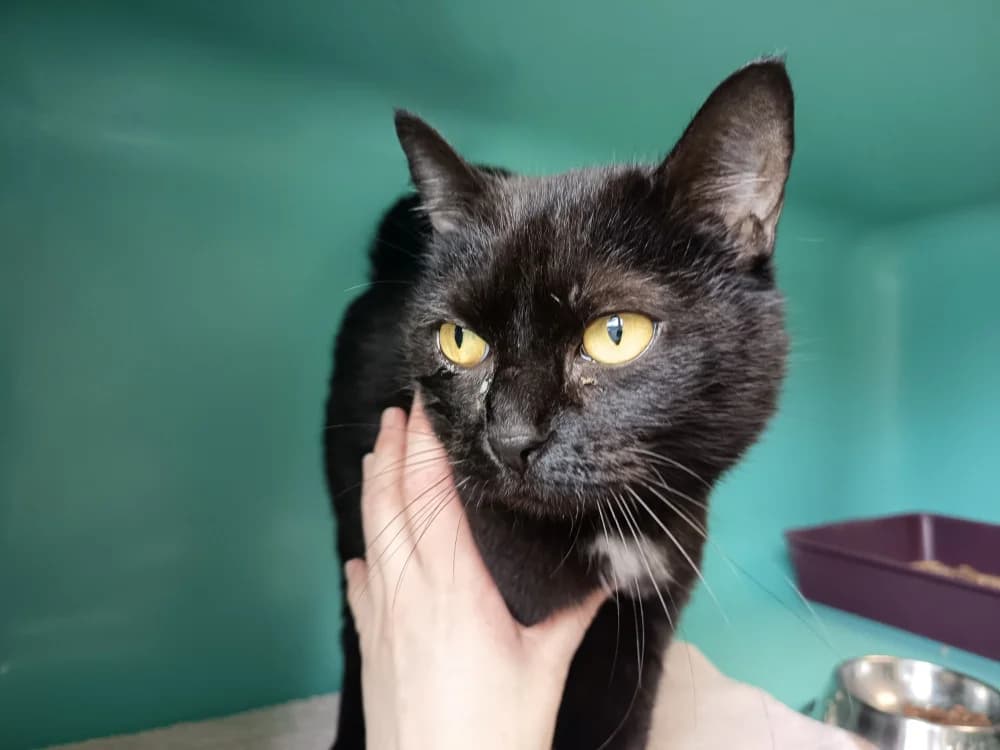 LOUPE C, female mixed breed for adoption at SPA Vaux-le-Pénil, Vaux-le-Pénil