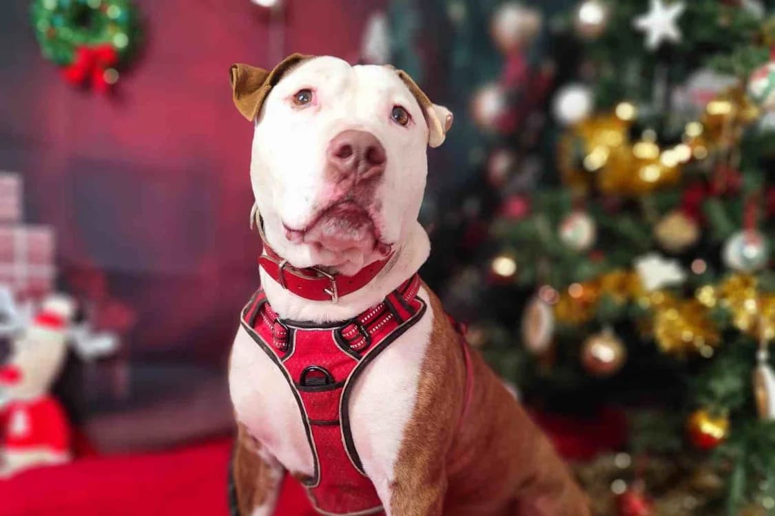 ROBERT VAA, male mixed breed for adoption at SPA Vaux-le-Pénil, Vaux-le-Pénil