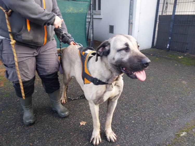 BELLA VAA, female mixed breed for adoption at SPA Vaux-le-Pénil, Vaux-le-Pénil