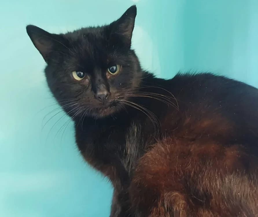 OLA C, male mixed breed for adoption at SPA Vaux-le-Pénil, Vaux-le-Pénil