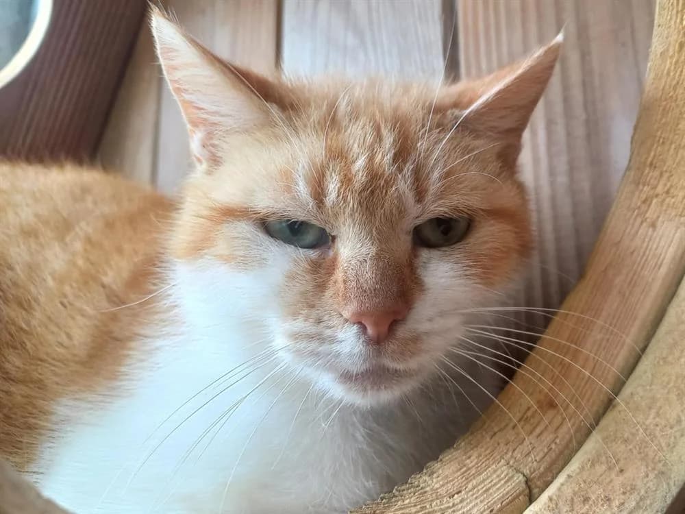 KETA C, female mixed breed for adoption at SPA Vaux-le-Pénil, Vaux-le-Pénil