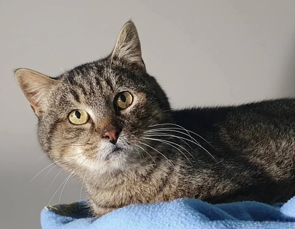 PASTA C, male mixed breed for adoption at SPA Vaux-le-Pénil, Vaux-le-Pénil