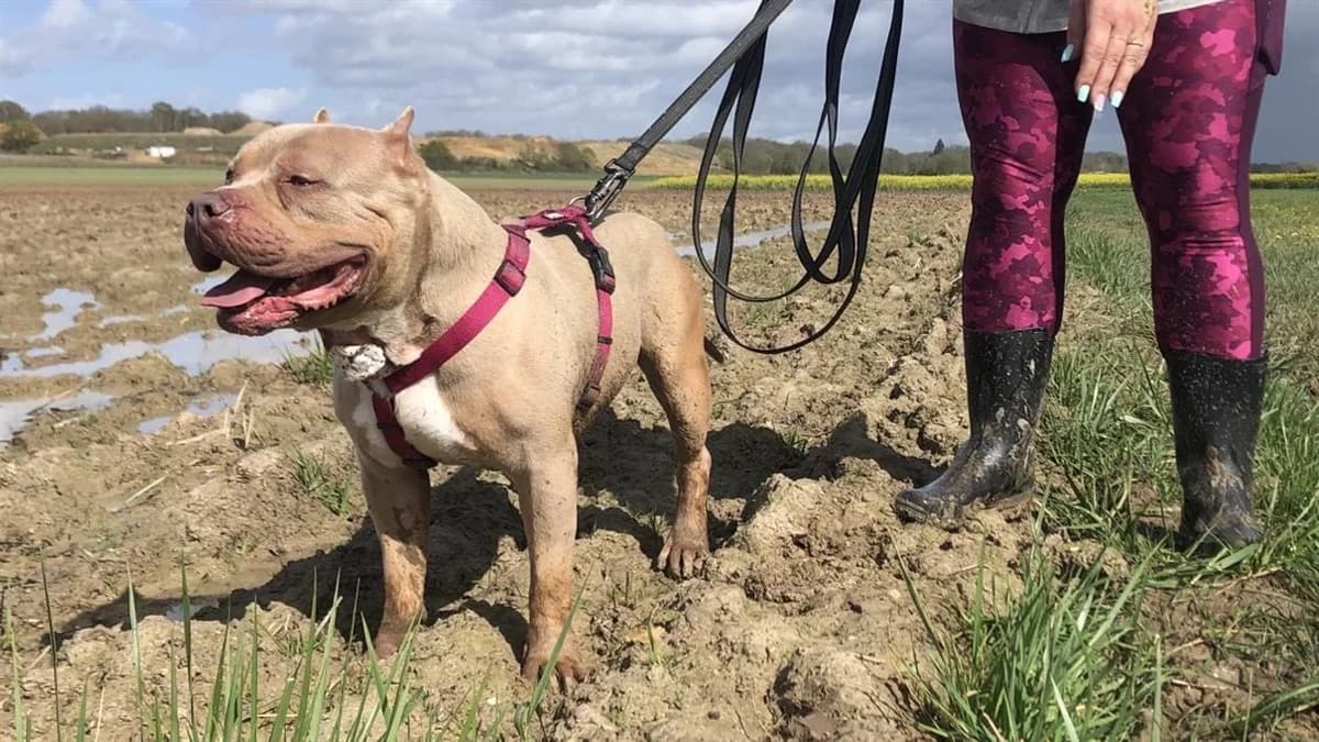 APOLLO VAA, male American Bully for adoption at SPA Vaux-le-Pénil, Vaux-le-Pénil
