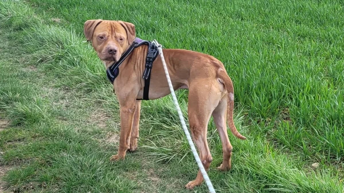 ROCKET VAA, male Mixed Breed for adoption at SPA Vaux-le-Pénil, Vaux-le-Pénil