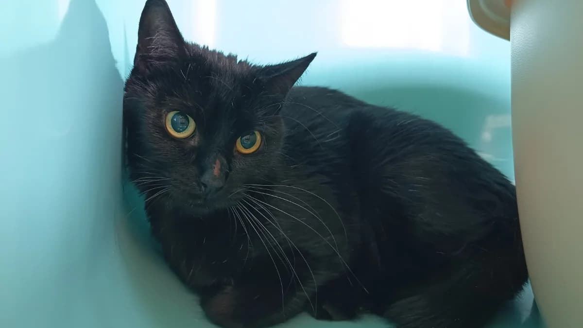 PEGGY C, female mixed breed for adoption at SPA Vaux-le-Pénil, Vaux-le-Pénil