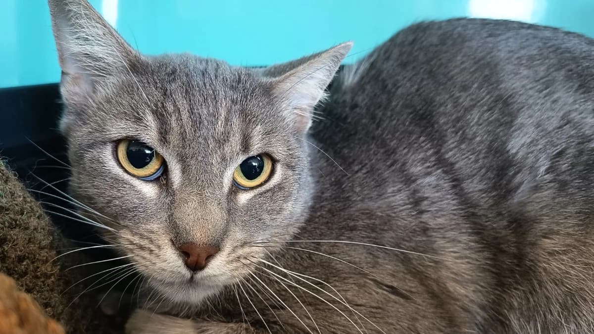 ZACKARY C, male mixed breed for adoption at SPA Vaux-le-Pénil, Vaux-le-Pénil