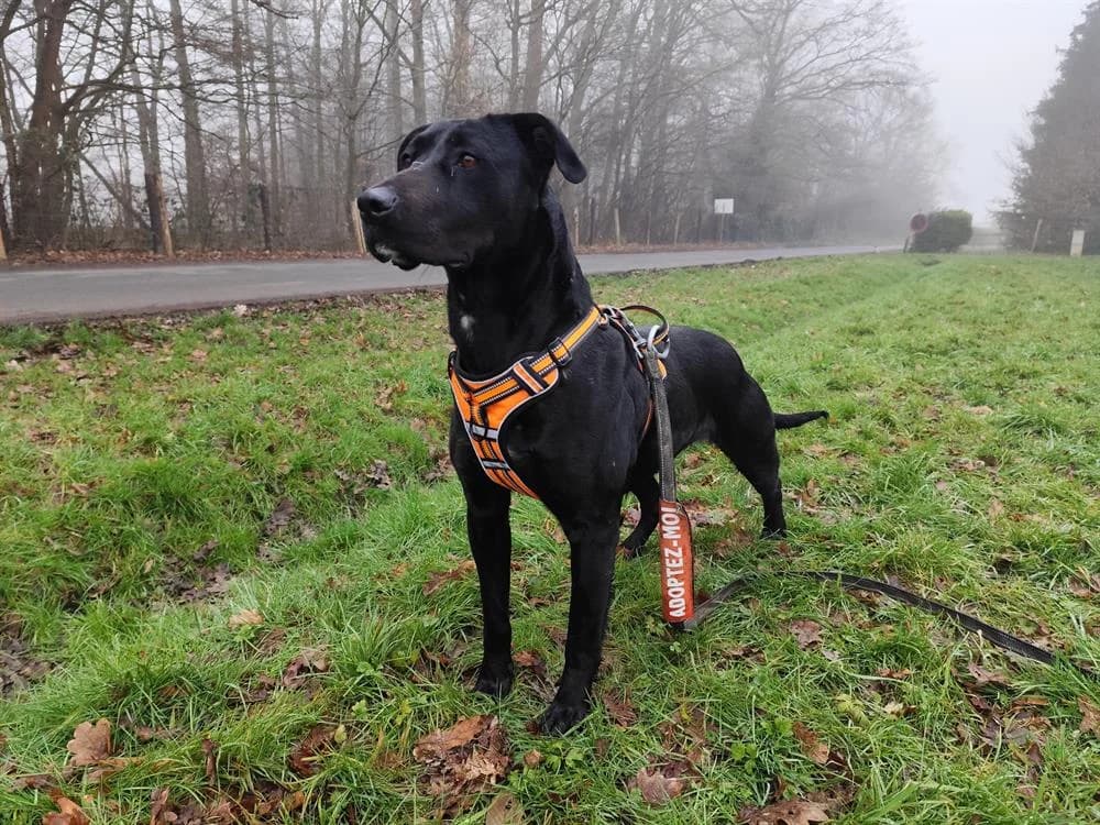 ZEYTIN VAA, female Labrador Retriever for adoption at SPA Vaux-le-Pénil, Vaux-le-Pénil