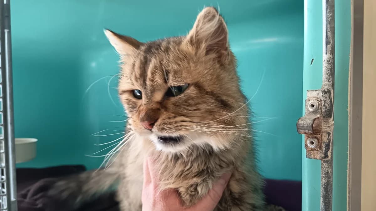 UTAH C, male senior mixed breed for adoption at SPA Vaux-le-Pénil, Vaux-le-Pénil