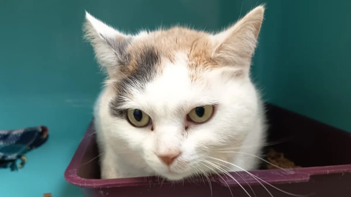 NEVADA C, female mixed breed for adoption at SPA Vaux-le-Pénil, Vaux-le-Pénil