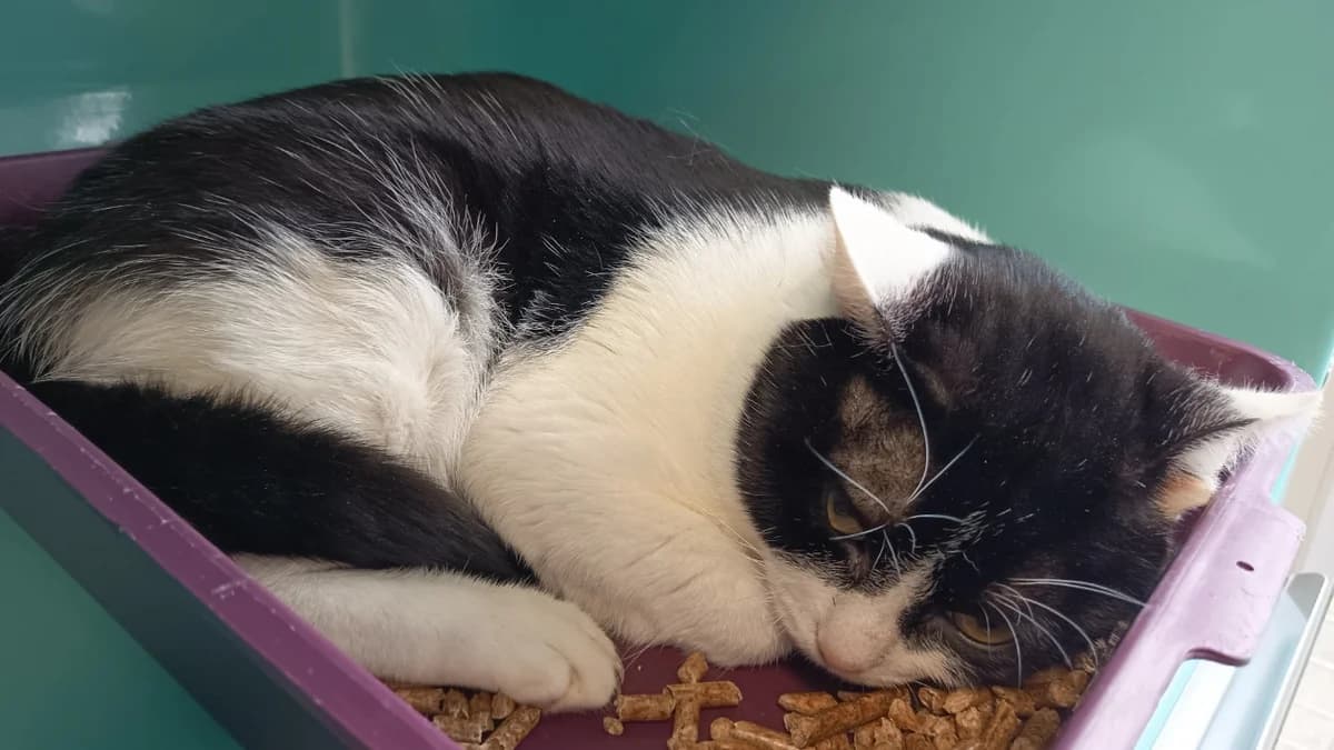 IDAHO C, male mixed breed for adoption at SPA Vaux-le-Pénil, Vaux-le-Pénil