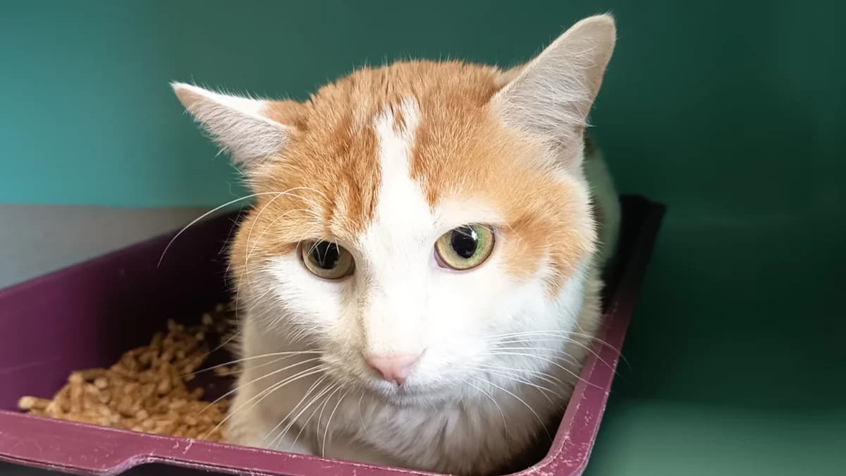 INDIANA C, male mixed breed for adoption at SPA Vaux-le-Pénil, Vaux-le-Pénil