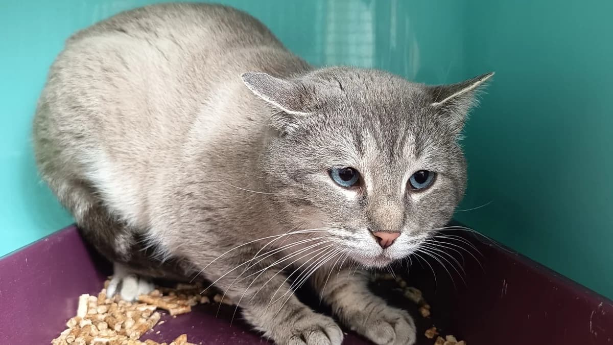 TENNESSEE C, male mixed breed for adoption at SPA Vaux-le-Pénil, Vaux-le-Pénil