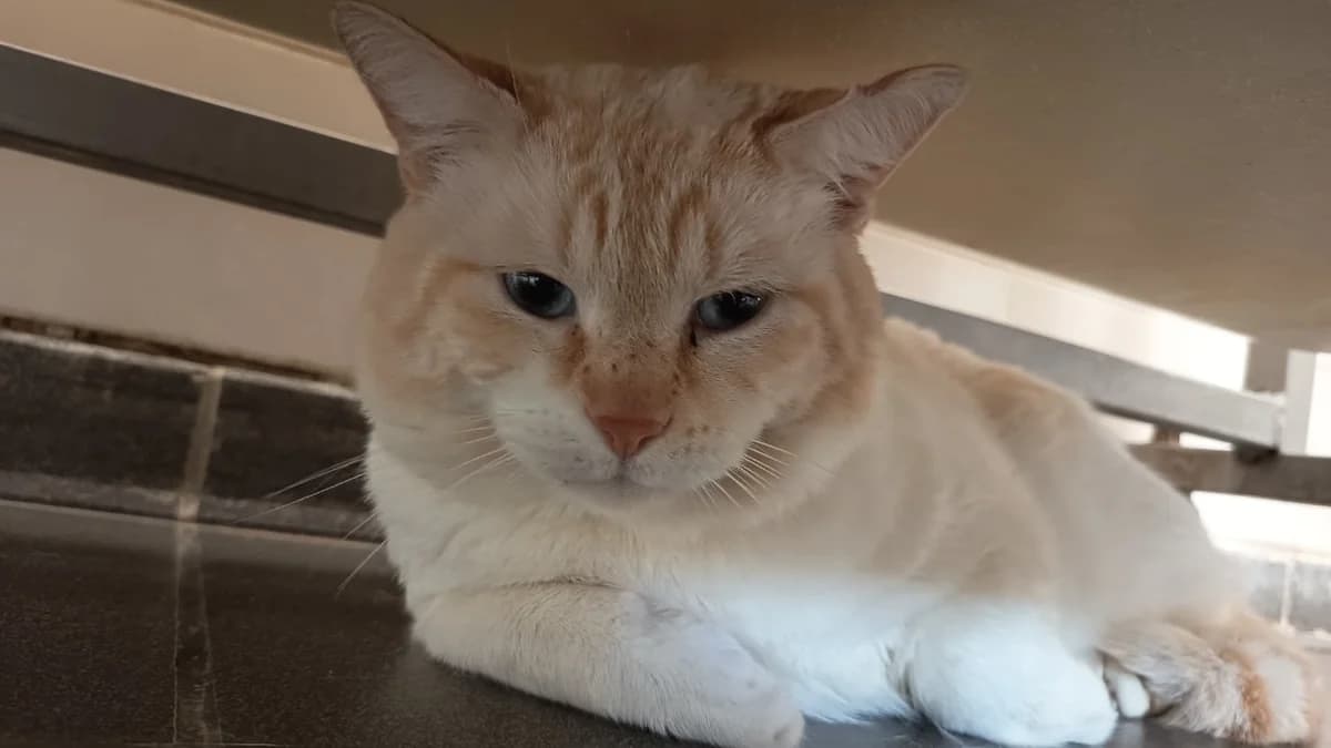 NATHANIEL C, male mixed breed for adoption at SPA Vaux-le-Pénil, Vaux-le-Pénil