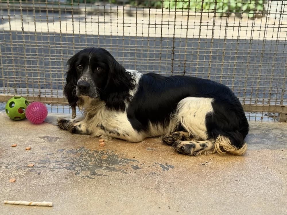 HOPPER VAA, male mixed breed for adoption at SPA Vaux-le-Pénil, Vaux-le-Pénil