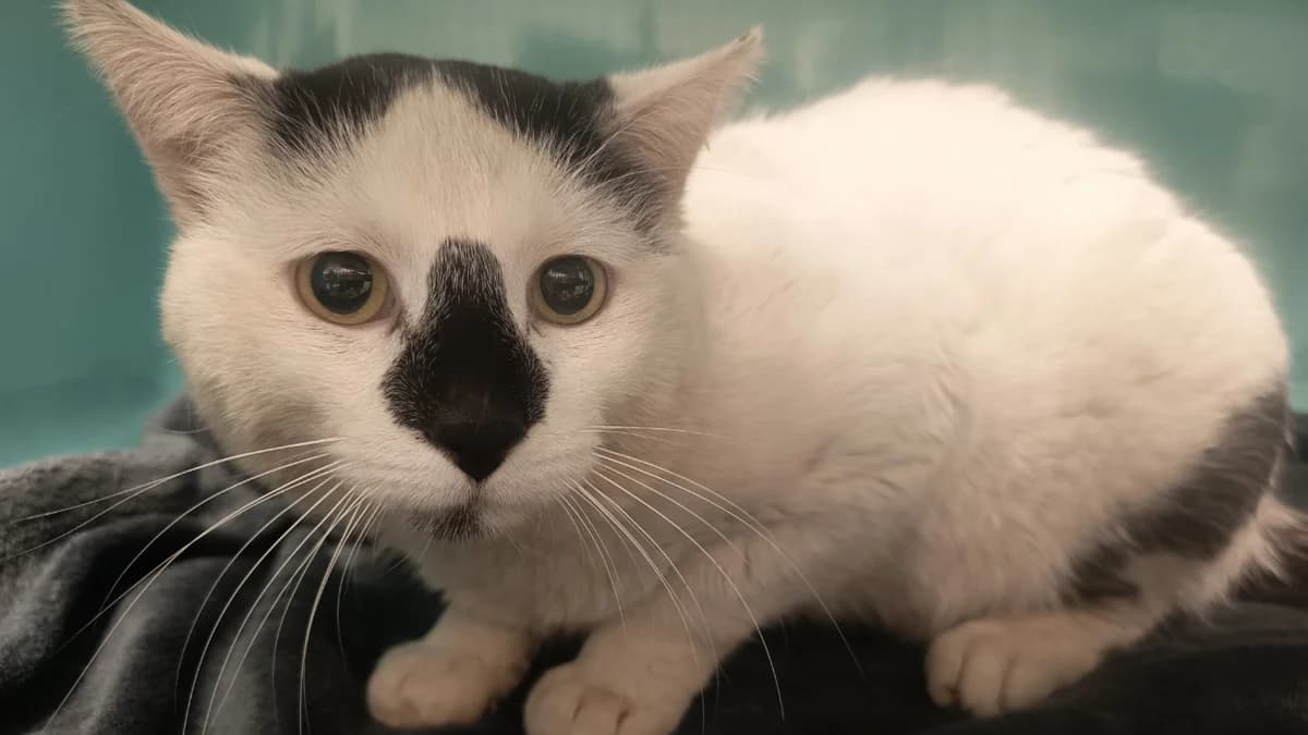 BANDIT C, male mixed breed for adoption at SPA Vaux-le-Pénil, Vaux-le-Pénil