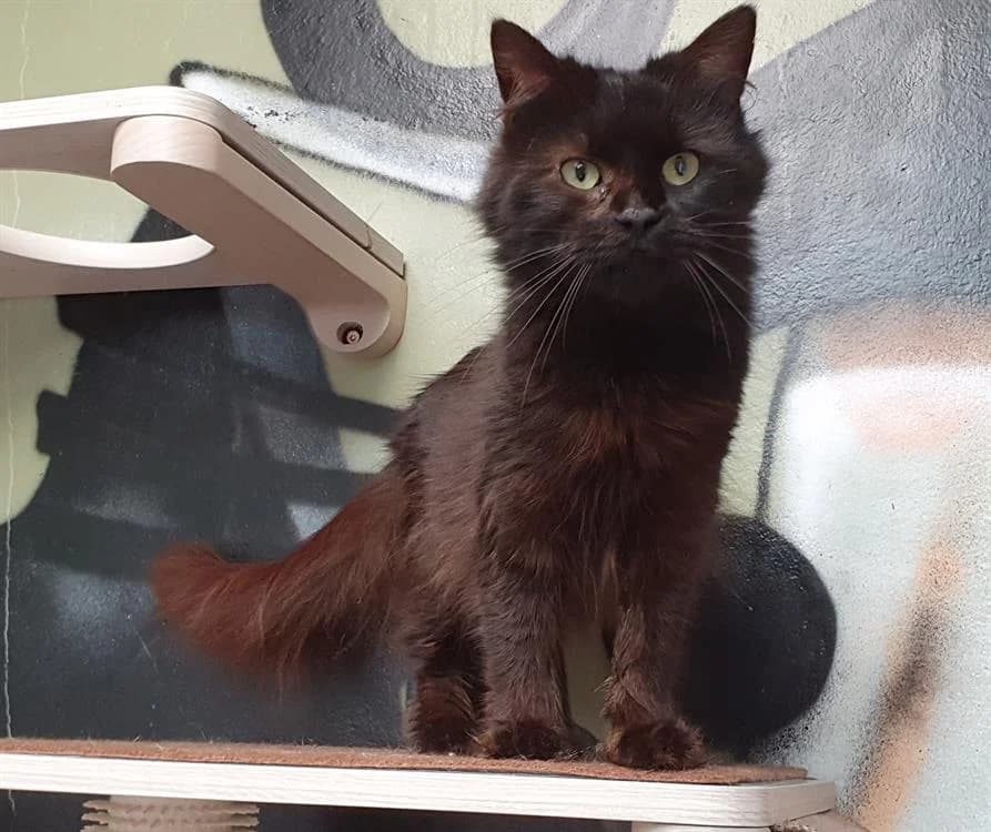 IVOIRE C, female mixed breed for adoption at SPA Vaux-le-Pénil, Vaux-le-Pénil