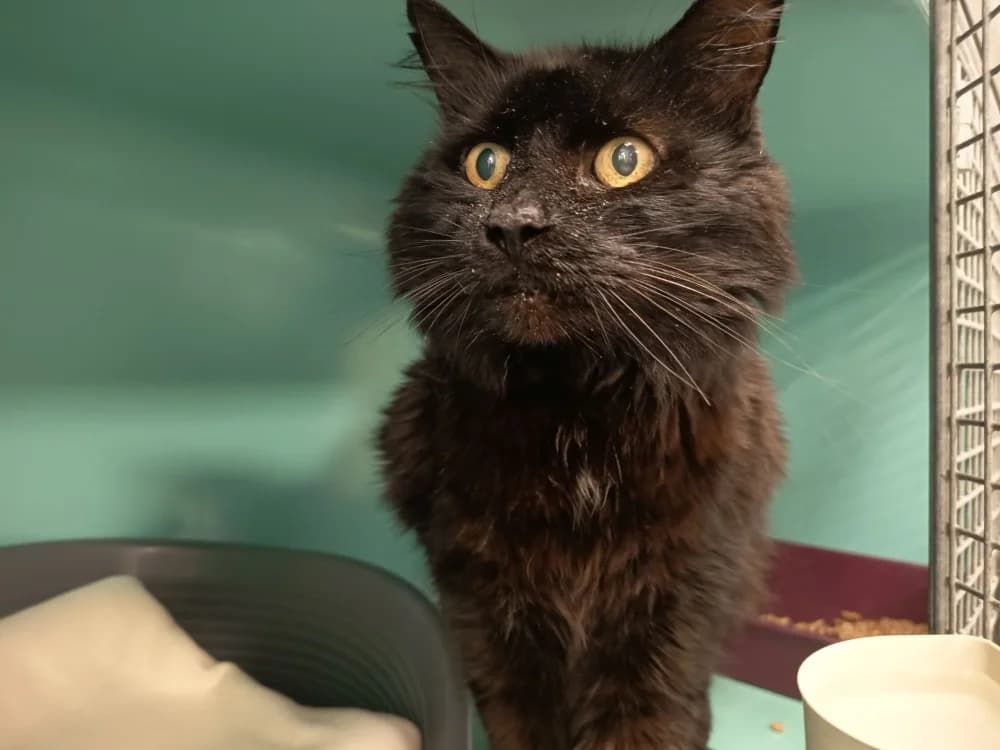 LULU C, male mixed breed for adoption at SPA Vaux-le-Pénil, Vaux-le-Pénil