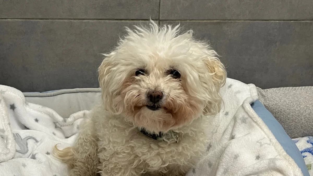 KALYNE VAA, female Bichon Frisé for adoption at SPA Vaux-le-Pénil, Vaux-le-Pénil