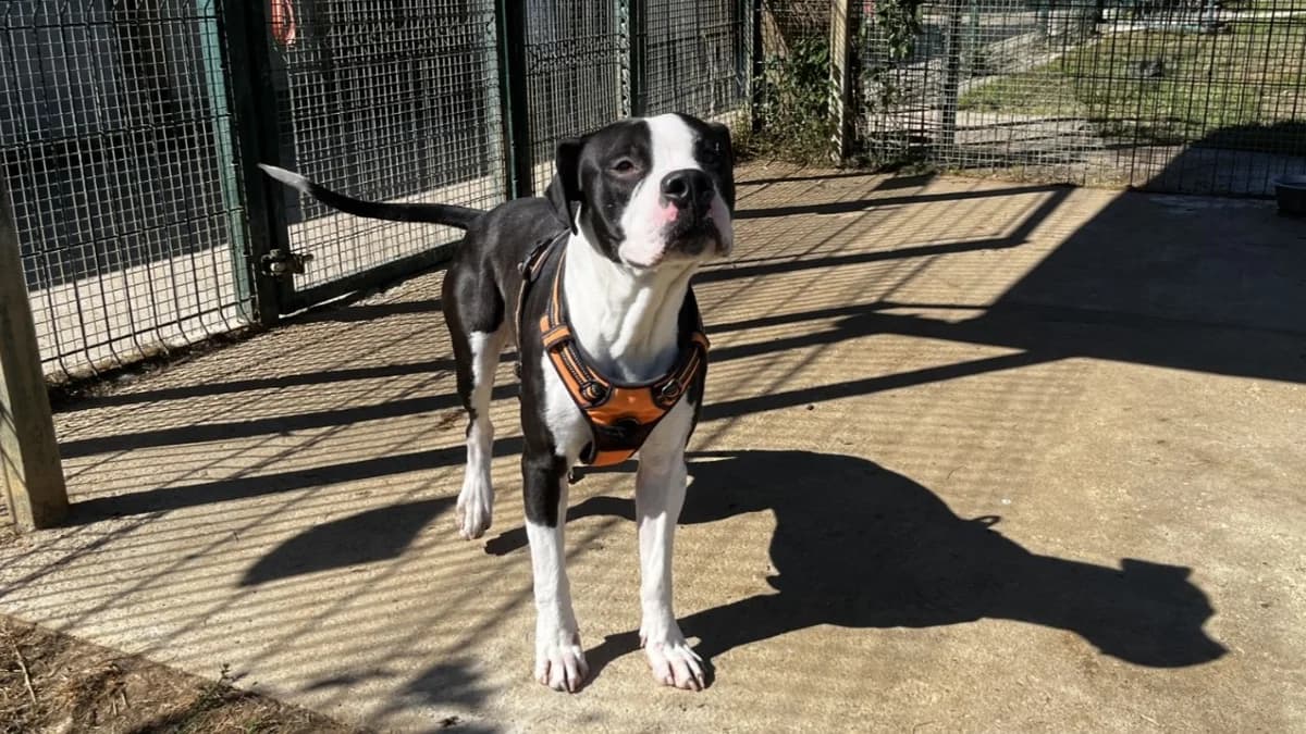 SAMBA VAA, male young mixed breed for adoption at SPA Vaux-le-Pénil, Vaux-le-Pénil