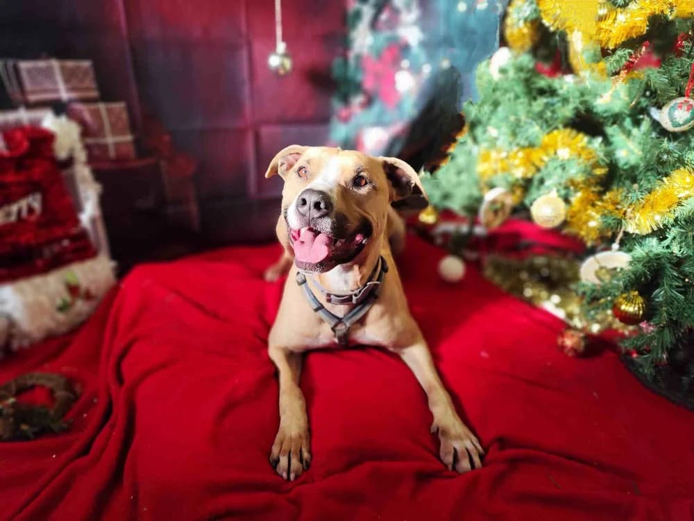 PABLO VAA, male mixed breed for adoption at SPA Vaux-le-Pénil, Vaux-le-Pénil