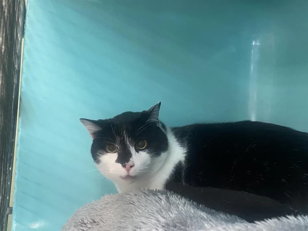 BROOKLYN C18456, male senior mixed breed for adoption at SPA Vaux-le-Pénil, Vaux-le-Pénil
