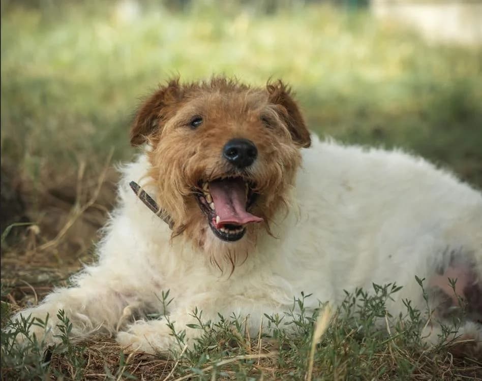 Orion, male senior mixed breed for adoption at Le Bois Pinson), Bois Pinson