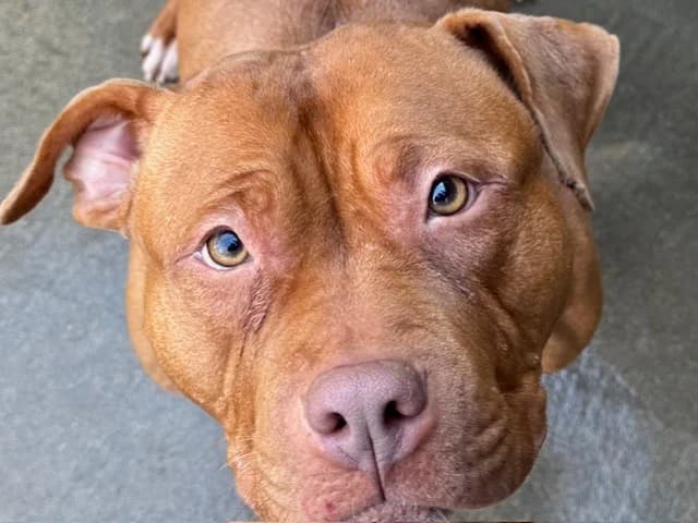 Tizzy, female 3yo American Bully for adoption at Le Bois Pinson), Bois Pinson