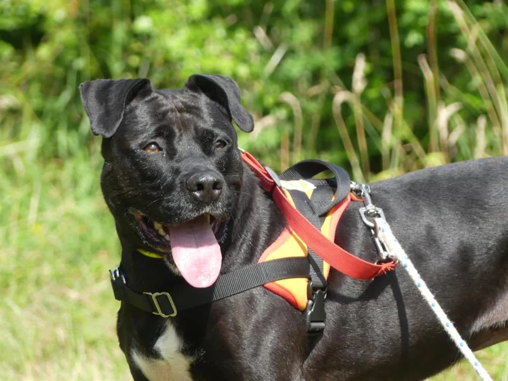 ATILA, female senior Pointer for adoption at Maubert-Fontaine), Ardennes