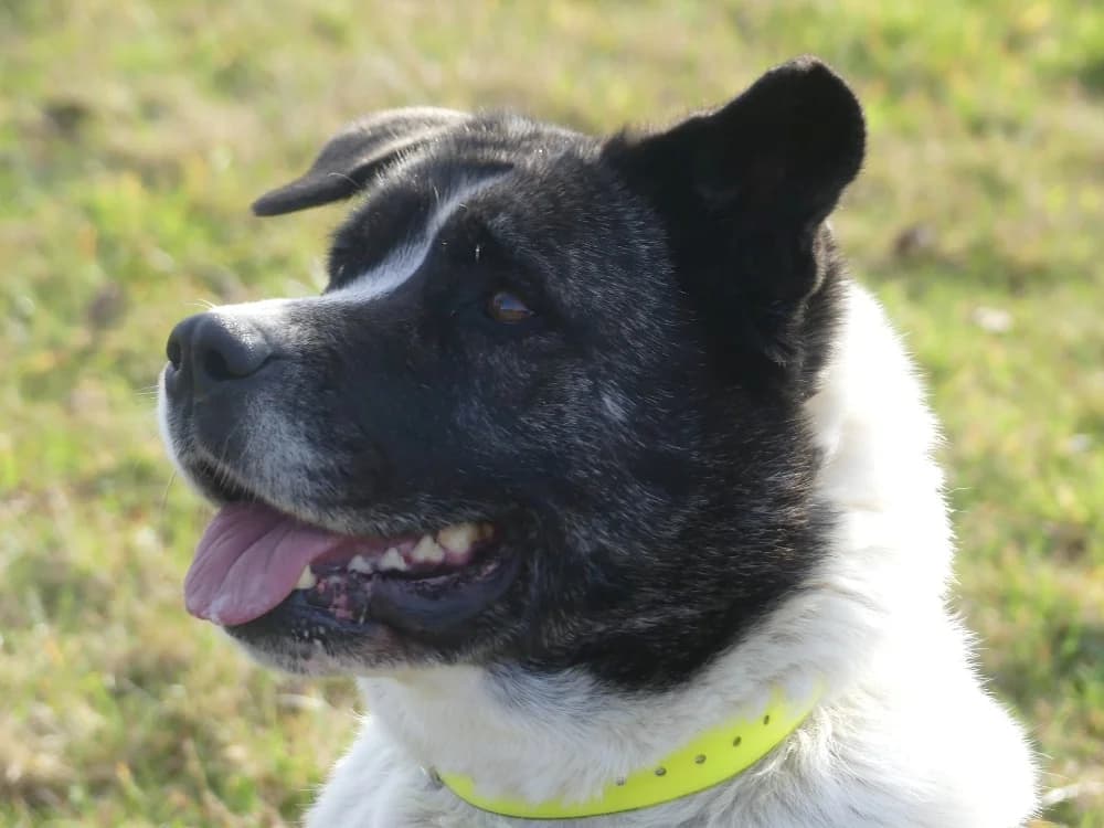 LYLIE BELLE, female Akita for adoption at Maubert-Fontaine), Ardennes