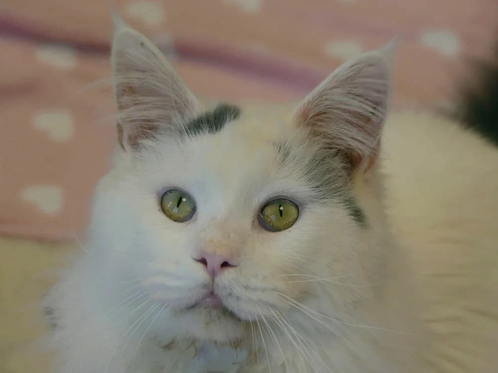 BOO, male mixed breed for adoption at Maubert-Fontaine), Ardennes