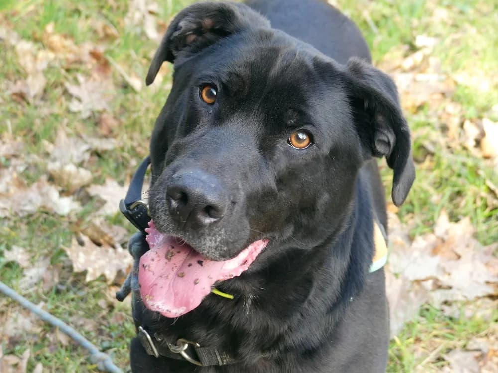 BLACK, male Labrador Retriever for adoption at Maubert-Fontaine), Ardennes